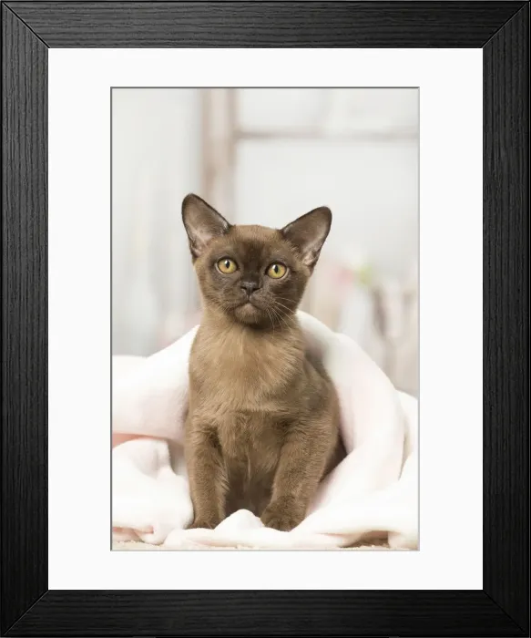 Framed Print : Picture No. 12019194 Framed Print : Picture No. 12019194