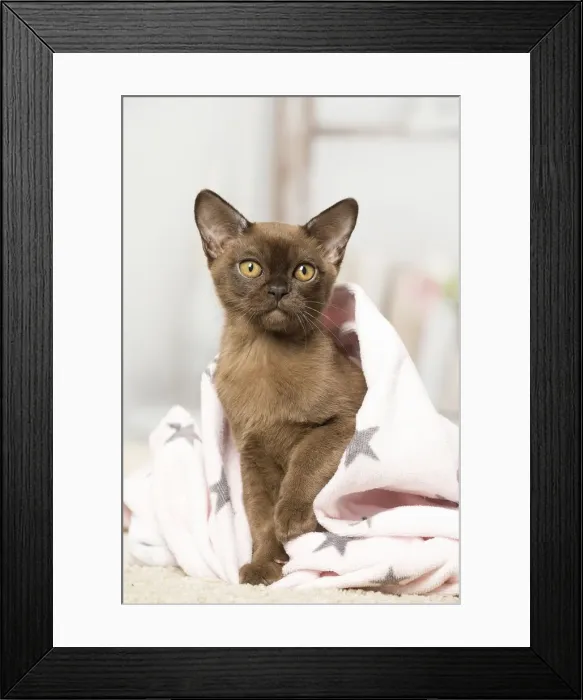 Framed Print : Picture No. 12019195 Framed Print : Picture No. 12019195
