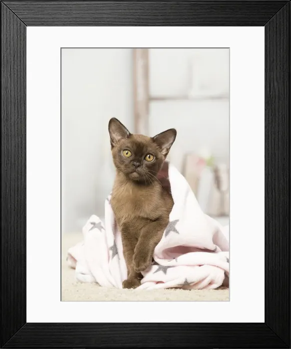 Framed Print : Picture No. 12019196 Framed Print : Picture No. 12019196