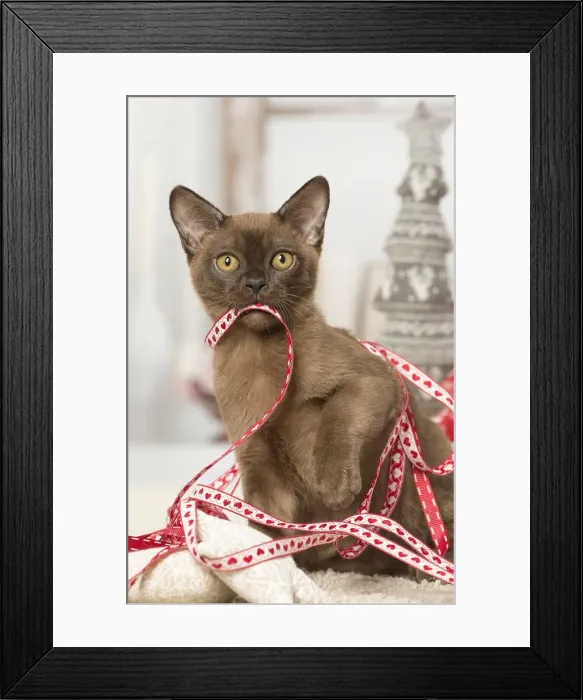 Framed Print : Picture No. 12019197 Framed Print : Picture No. 12019197