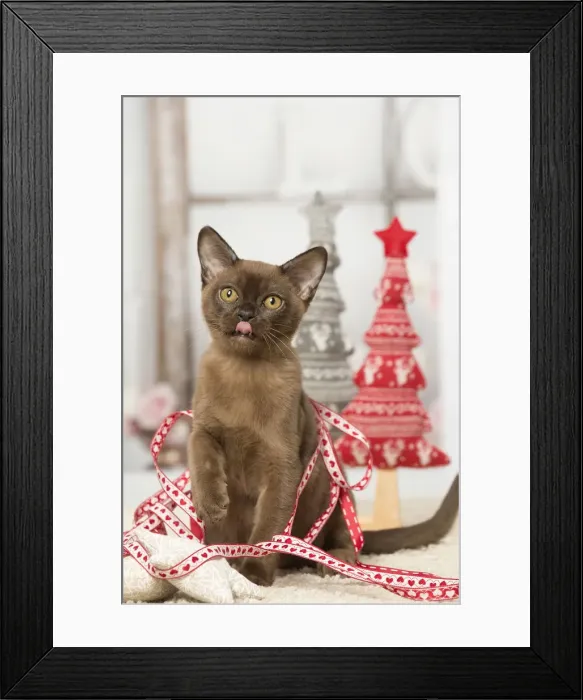 Framed Print : Picture No. 12019198 Framed Print : Picture No. 12019198