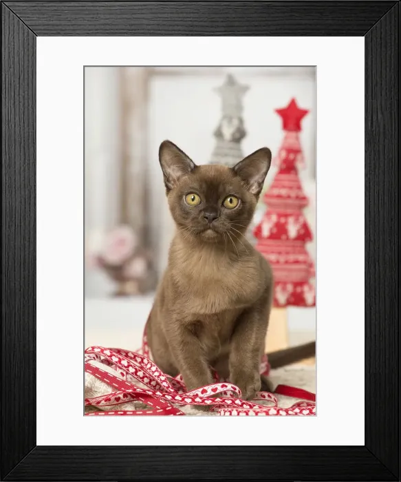Framed Print : Picture No. 12019199 Framed Print : Picture No. 12019199