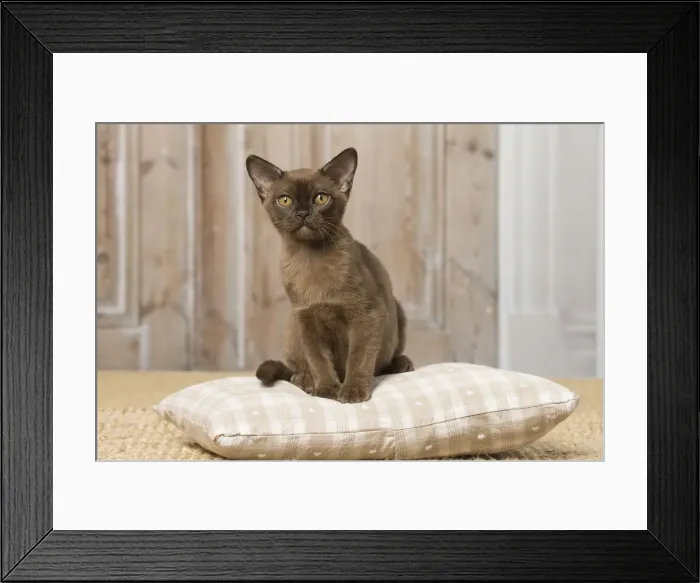 Framed Print : Picture No. 12019200 Framed Print : Picture No. 12019200