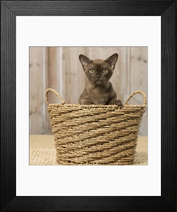 Framed Print : Picture No. 12019201 Framed Print : Picture No. 12019201