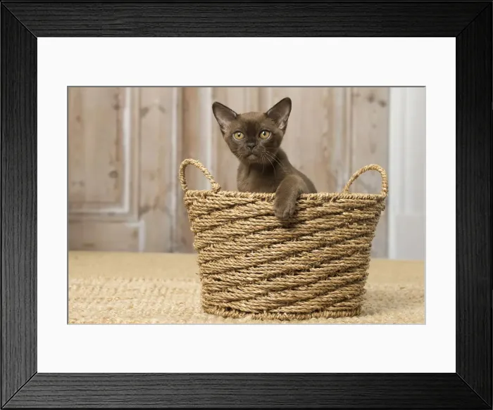 Framed Print : Picture No. 12019202 Framed Print : Picture No. 12019202