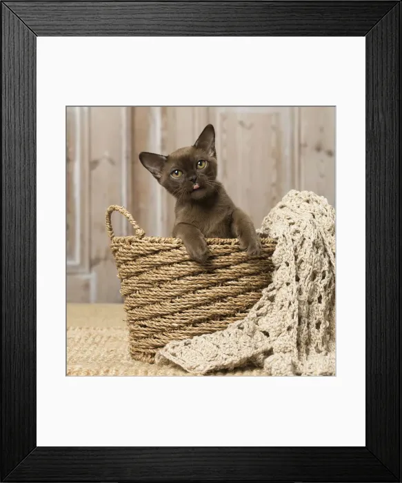 Framed Print : Picture No. 12019203 Framed Print : Picture No. 12019203