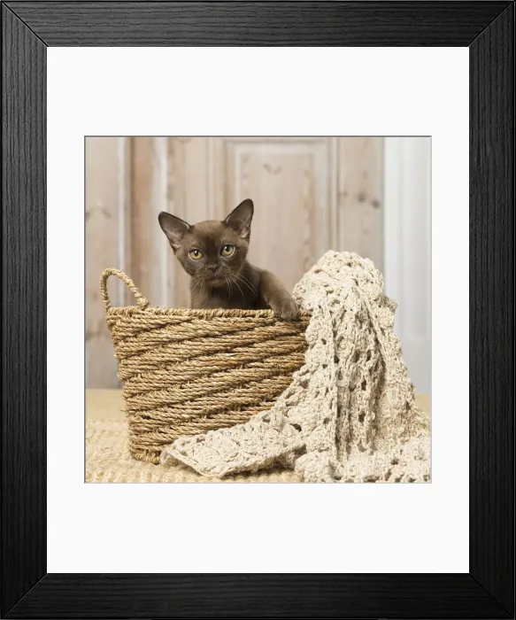 Framed Print : Picture No. 12019204 Framed Print : Picture No. 12019204