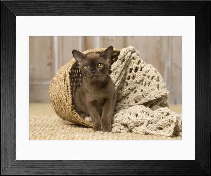 Framed Print : Picture No. 12019205 Framed Print : Picture No. 12019205