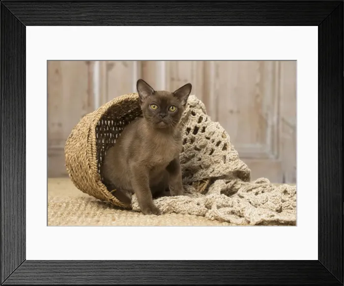 Framed Print : Picture No. 12019206 Framed Print : Picture No. 12019206