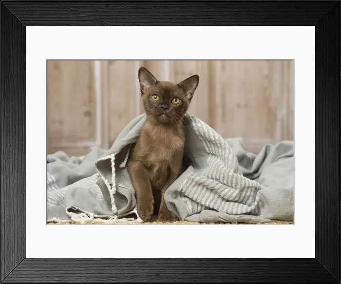 Framed Print : Picture No. 12019207 Framed Print : Picture No. 12019207