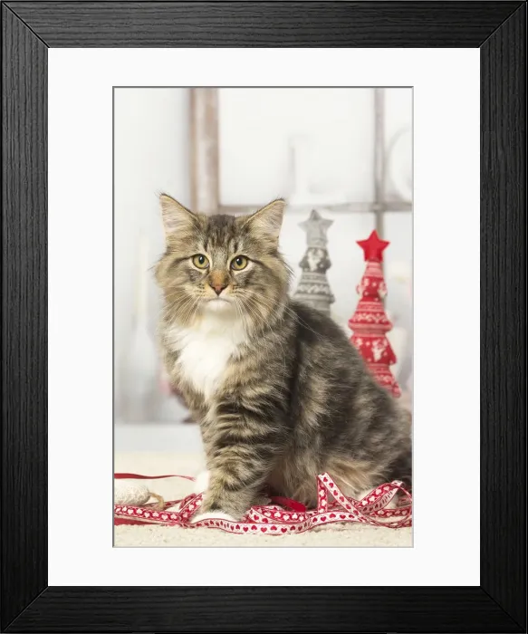 Framed Print : Picture No. 12019208 Framed Print : Picture No. 12019208