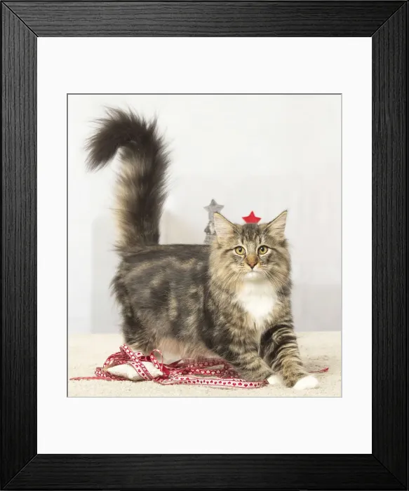Framed Print : Picture No. 12019209 Framed Print : Picture No. 12019209