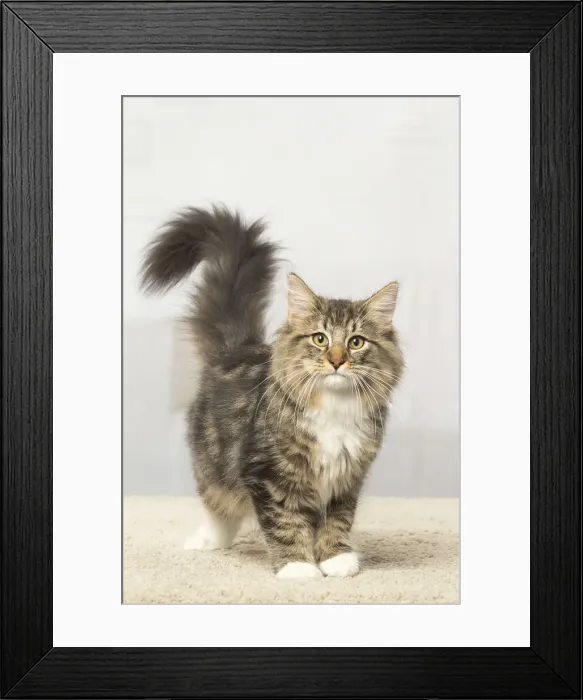 Framed Print : Picture No. 12019210 Framed Print : Picture No. 12019210