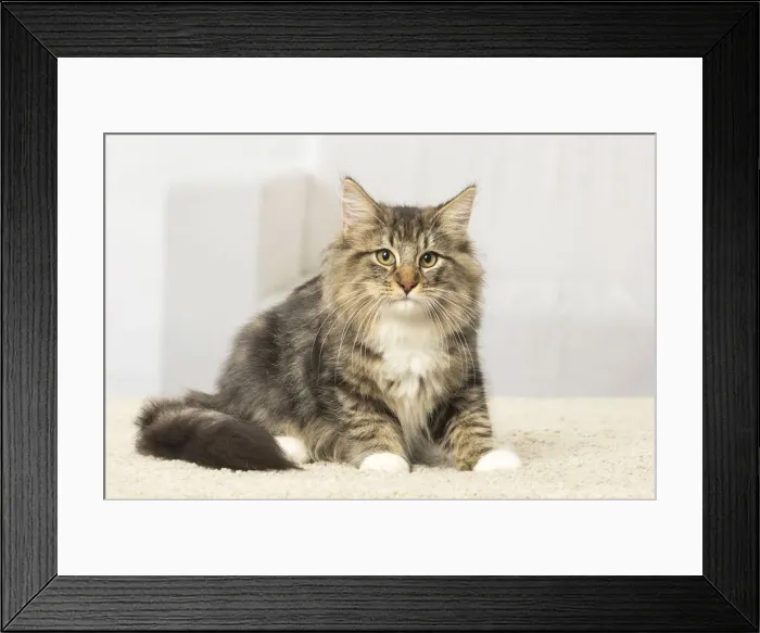 Framed Print : Picture No. 12019211 Framed Print : Picture No. 12019211
