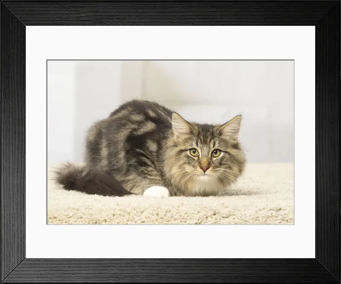 Framed Print : Picture No. 12019212 Framed Print : Picture No. 12019212