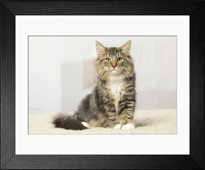 Framed Print : Picture No. 12019213 Framed Print : Picture No. 12019213