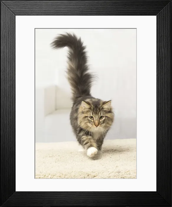 Framed Print : Picture No. 12019214 Framed Print : Picture No. 12019214