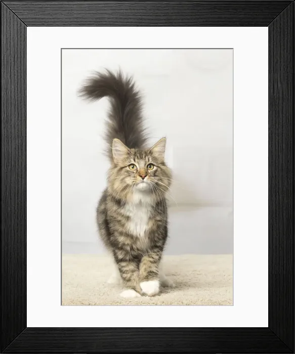 Framed Print : Picture No. 12019215 Framed Print : Picture No. 12019215