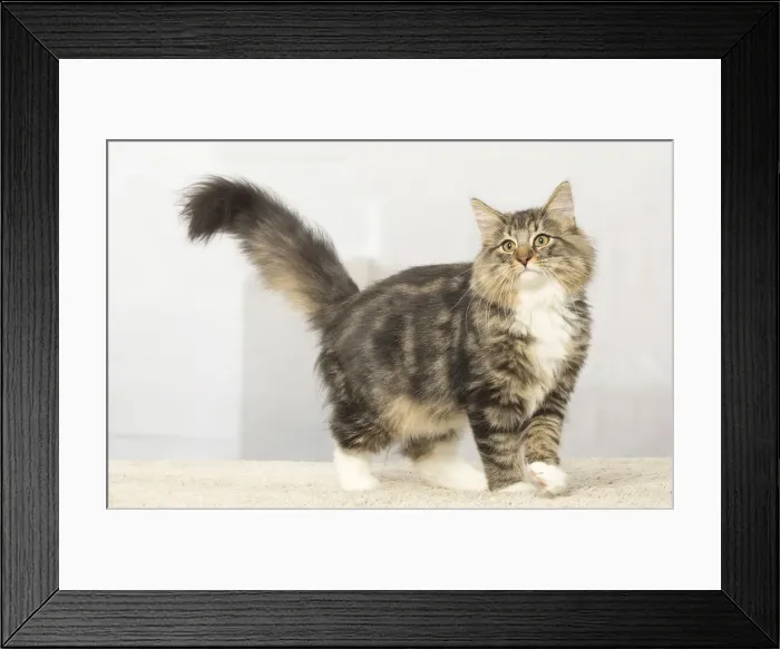 Framed Print : Picture No. 12019216 Framed Print : Picture No. 12019216