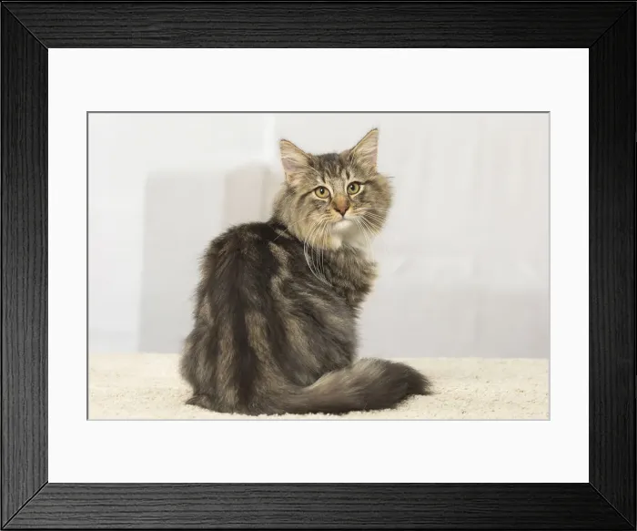 Framed Print : Picture No. 12019217 Framed Print : Picture No. 12019217
