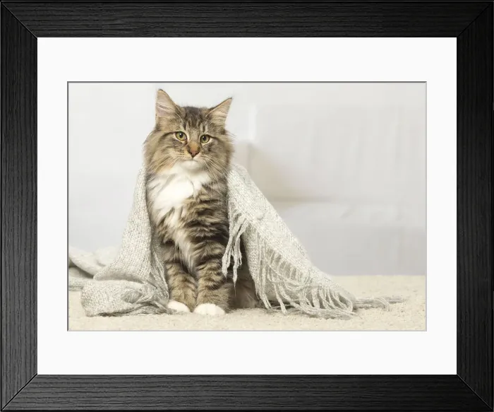 Framed Print : Picture No. 12019218 Framed Print : Picture No. 12019218