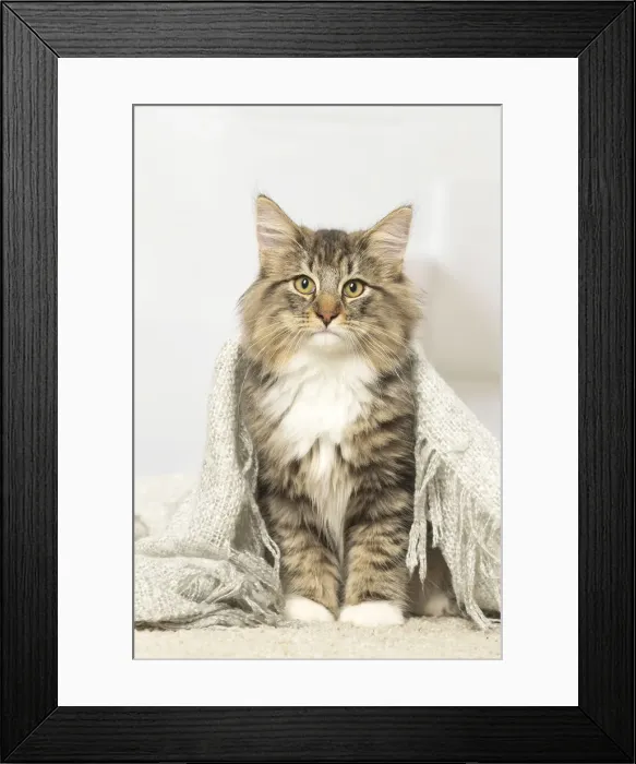 Framed Print : Picture No. 12019219 Framed Print : Picture No. 12019219