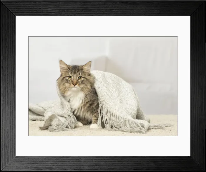 Framed Print : Picture No. 12019220 Framed Print : Picture No. 12019220