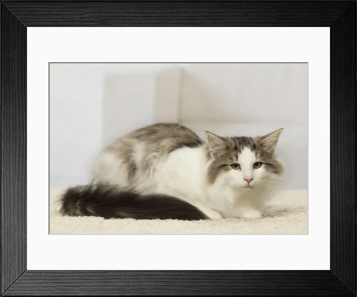 Framed Print : Picture No. 12019221 Framed Print : Picture No. 12019221