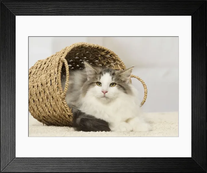 Framed Print : Picture No. 12019222 Framed Print : Picture No. 12019222