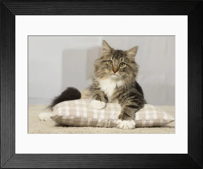 Framed Print : Picture No. 12019223 Framed Print : Picture No. 12019223