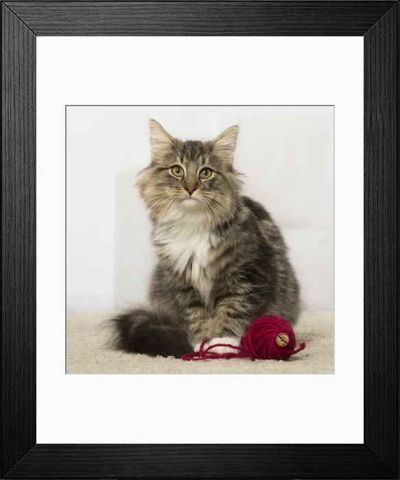 Framed Print : Picture No. 12019224 Framed Print : Picture No. 12019224
