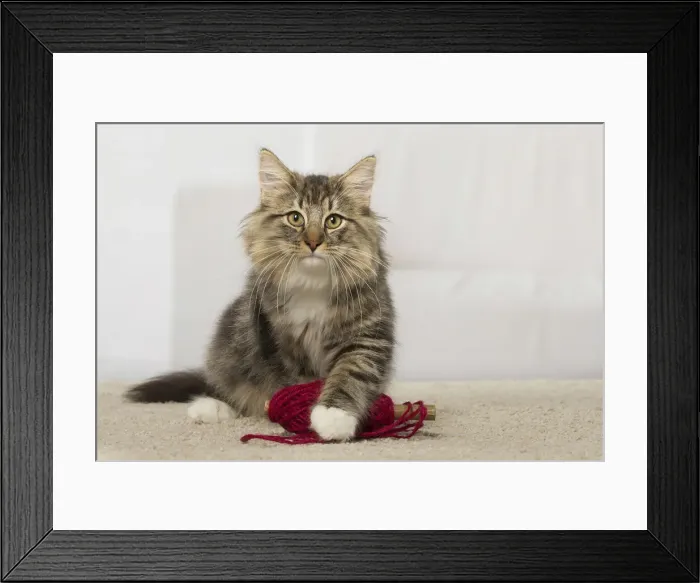 Framed Print : Picture No. 12019225 Framed Print : Picture No. 12019225