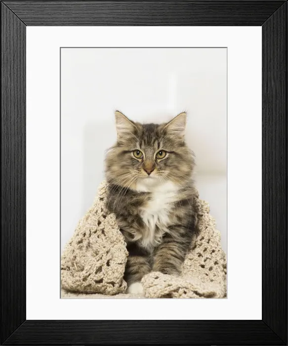 Framed Print : Picture No. 12019226 Framed Print : Picture No. 12019226