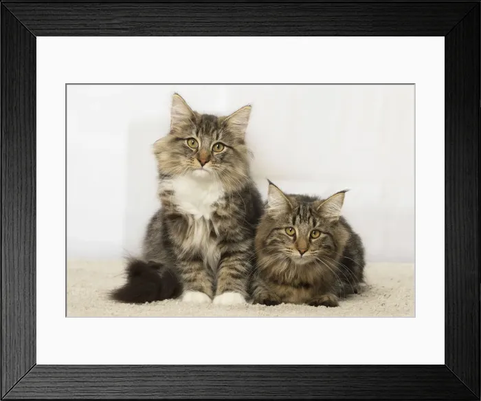Framed Print : Picture No. 12019227 Framed Print : Picture No. 12019227