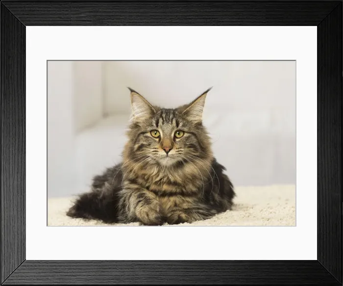 Framed Print : Picture No. 12019228 Framed Print : Picture No. 12019228
