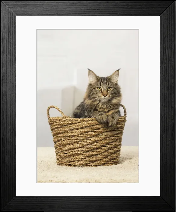 Framed Print : Picture No. 12019229 Framed Print : Picture No. 12019229
