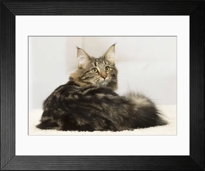 Framed Print : Picture No. 12019230 Framed Print : Picture No. 12019230