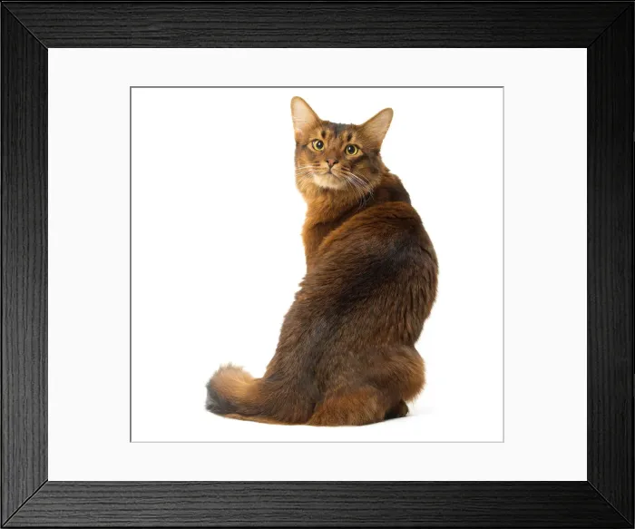 Framed Print : Picture No. 12019231 Framed Print : Picture No. 12019231