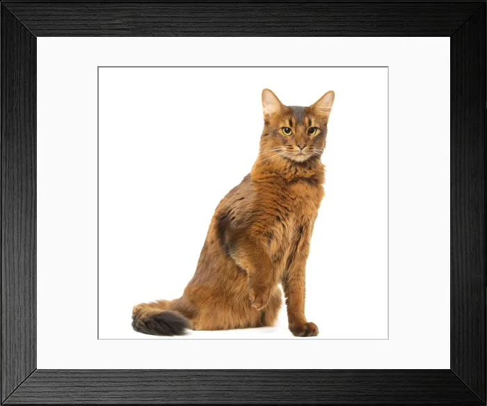 Framed Print : Picture No. 12019233 Framed Print : Picture No. 12019233