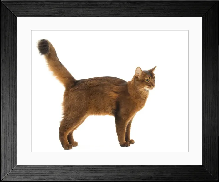 Framed Print : Picture No. 12019234 Framed Print : Picture No. 12019234