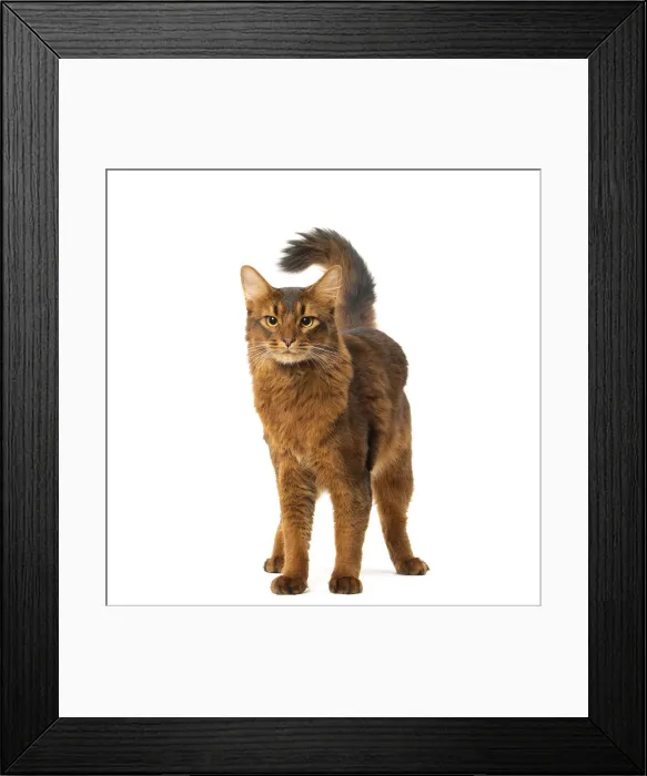 Framed Print : Picture No. 12019232 Framed Print : Picture No. 12019232
