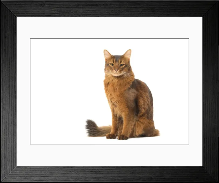 Framed Print : Picture No. 12019236 Framed Print : Picture No. 12019236