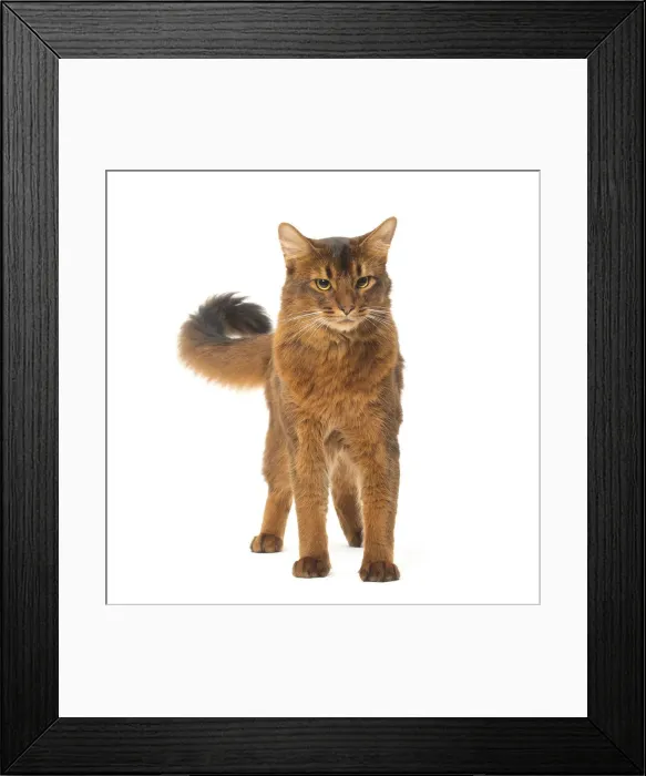 Framed Print : Picture No. 12019235 Framed Print : Picture No. 12019235