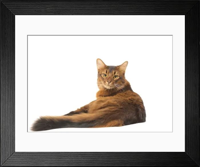 Framed Print : Picture No. 12019237 Framed Print : Picture No. 12019237