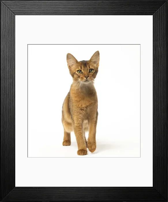 Framed Print : Picture No. 12019239