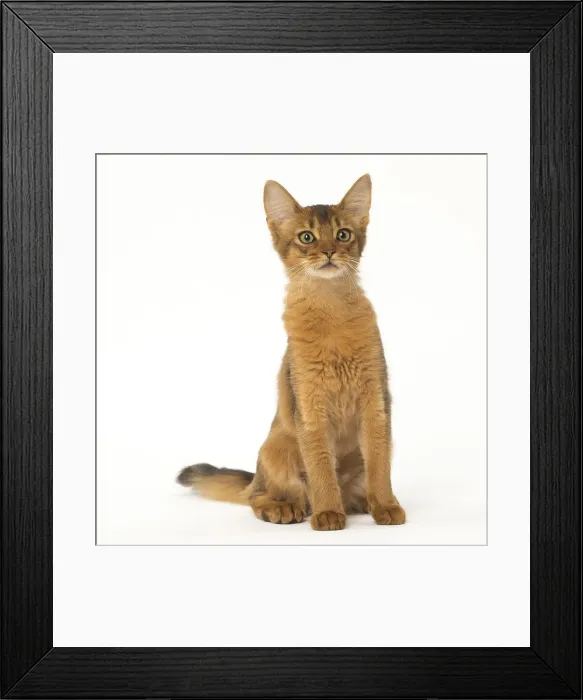 Framed Print : Picture No. 12019240 Framed Print : Picture No. 12019240