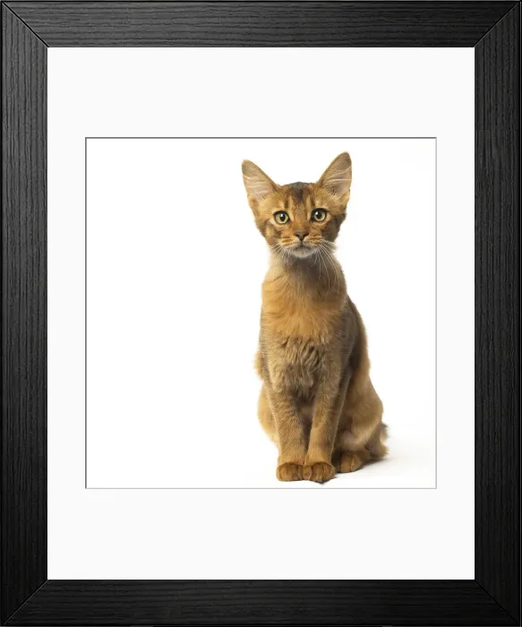 Framed Print : Picture No. 12019241 Framed Print : Picture No. 12019241