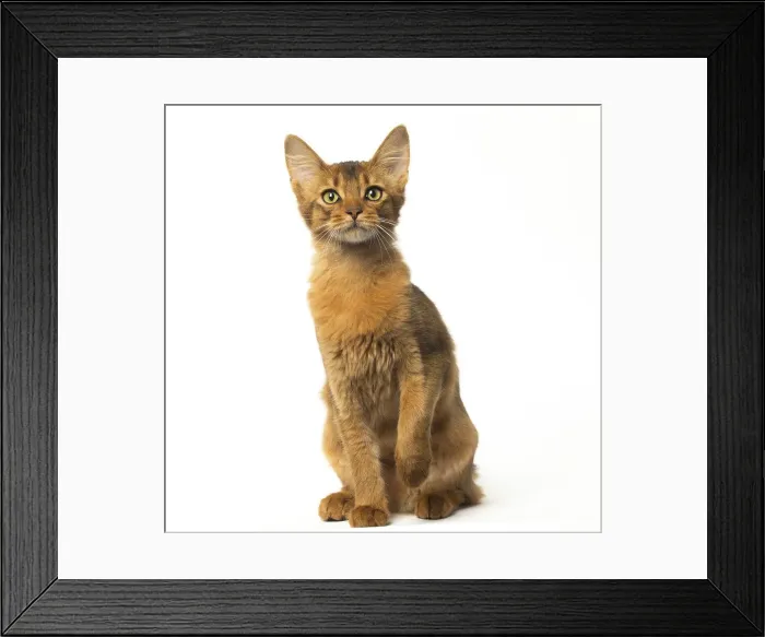 Framed Print : Picture No. 12019242 Framed Print : Picture No. 12019242