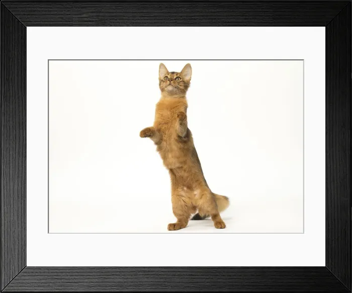 Framed Print : Picture No. 12019243 Framed Print : Picture No. 12019243