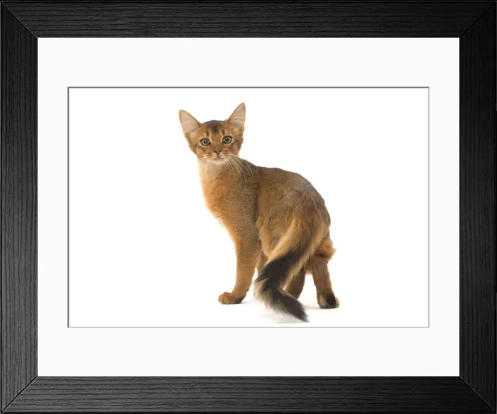 Framed Print : Picture No. 12019238 Framed Print : Picture No. 12019238
